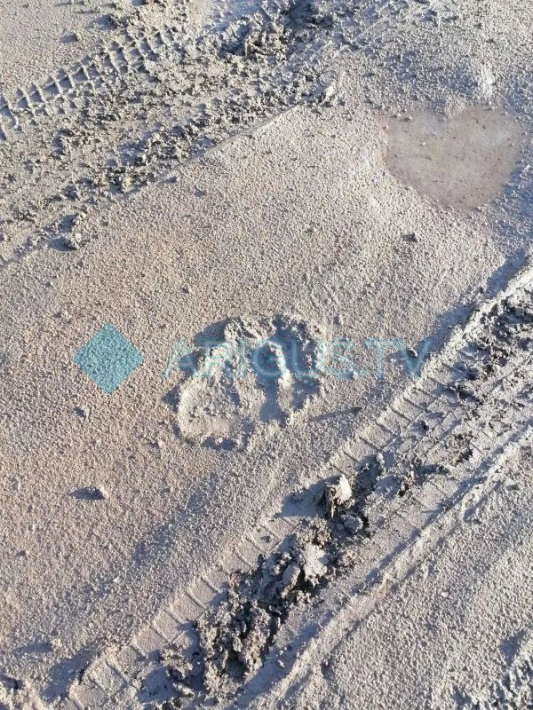 Медведь прогулялся по ДНТ в пригороде Улан-Удэ Медведь прогулялся по ДНТ в пригороде Улан-Удэ