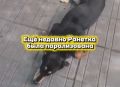 � ����-��� ������� ����������� � �������������� ������