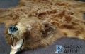 У китайцев угас интерес к мёртвым бурятским медведям