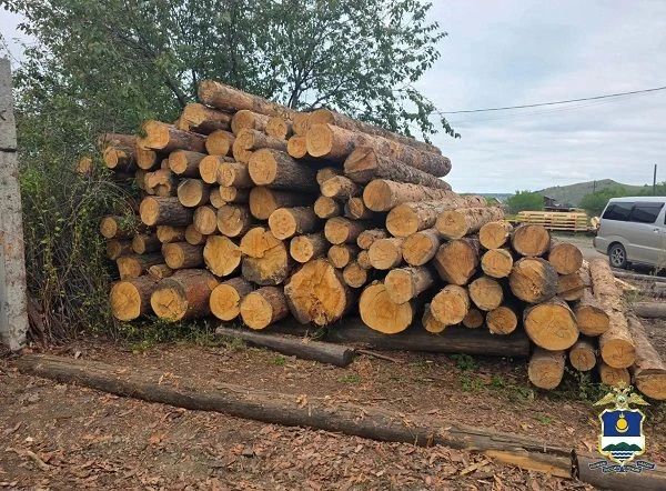 В Бурятии лихой дровосек напилил деревья на миллион рублей