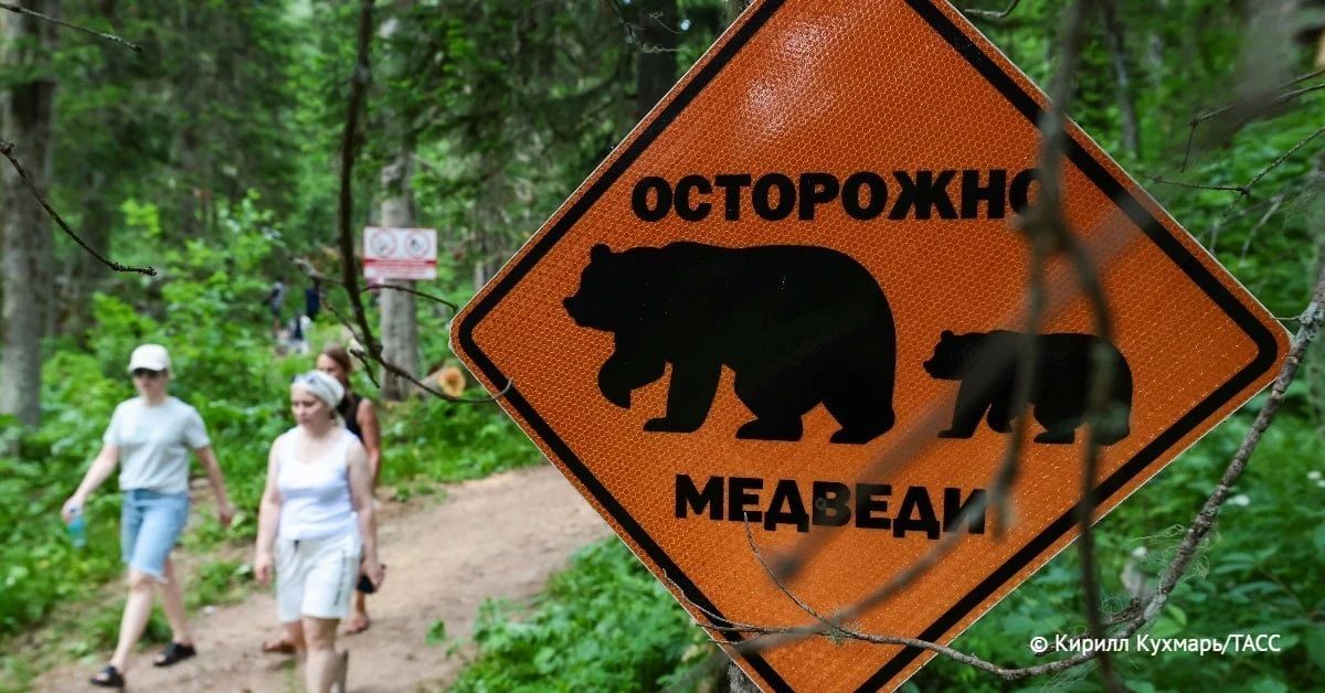 Массовые выходы медведей в Бурятии повторяются примерно каждые 30 лет, рассказал охотовед со стажем 50 лет Анатолий Тютрин