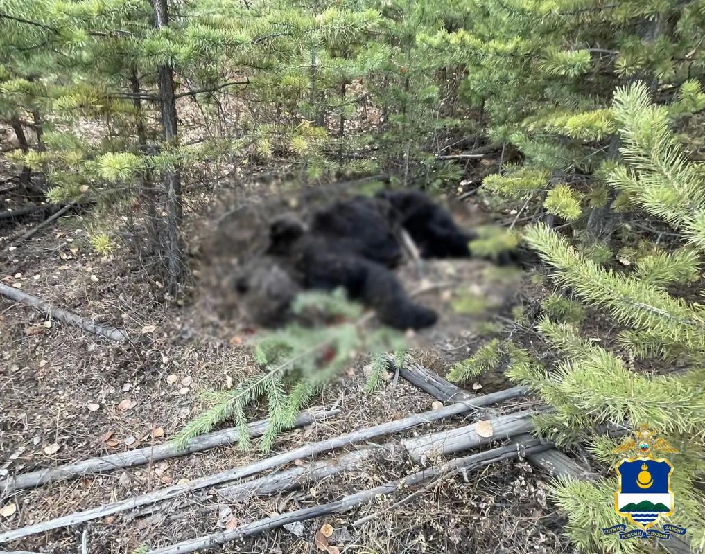 Полицейские обезвредили агрессивного медведя в Северобайкальске Полицейские обезвредили агрессивного медведя в Северобайкальске