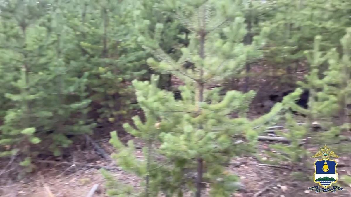 Полицейские обезвредили агрессивного медведя в Северобайкальске