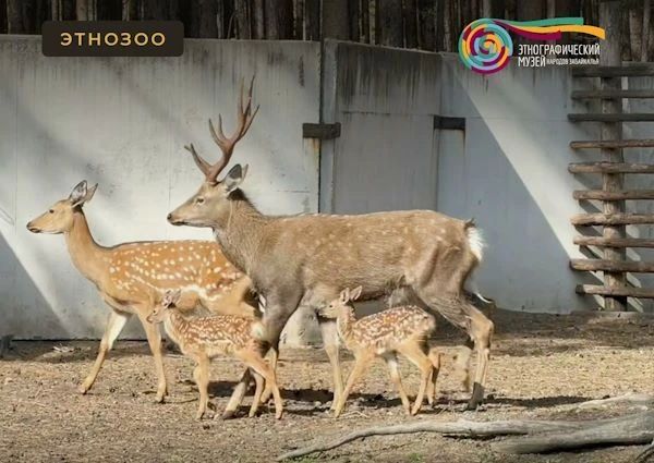 Жителям Бурятии предлагают придумать имена для оленят Жителям Бурятии предлагают придумать имена для оленят