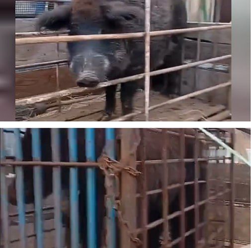 В районе Бурятии поймали спокойного кабана и небольшого медведя
