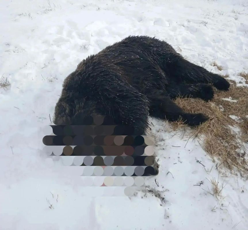 В Еравнинском районе Бурятии медведя, вышедшего к селу, подвергли мерам регулирования